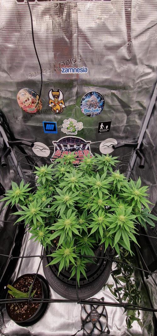 ☆Winterspecial Bratapfel (regulär)☆. Week 8