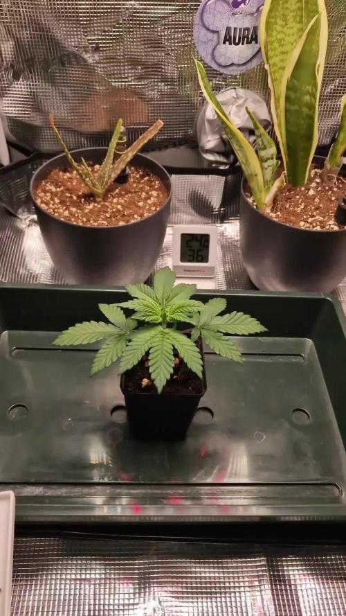 ♡-CBD Mazar  (Mini Grow)-♡