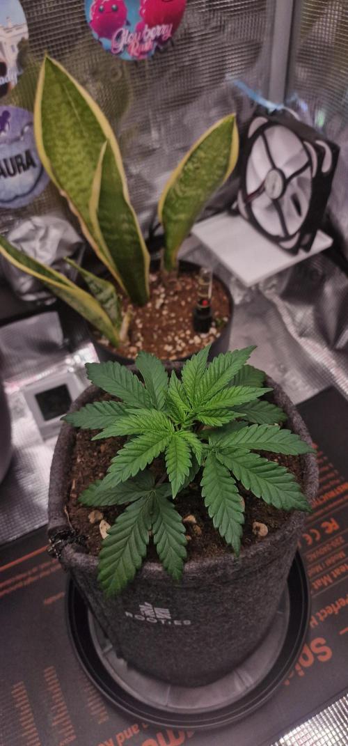 ♡-CBD Mazar  (Mini Grow)-♡. Week 5