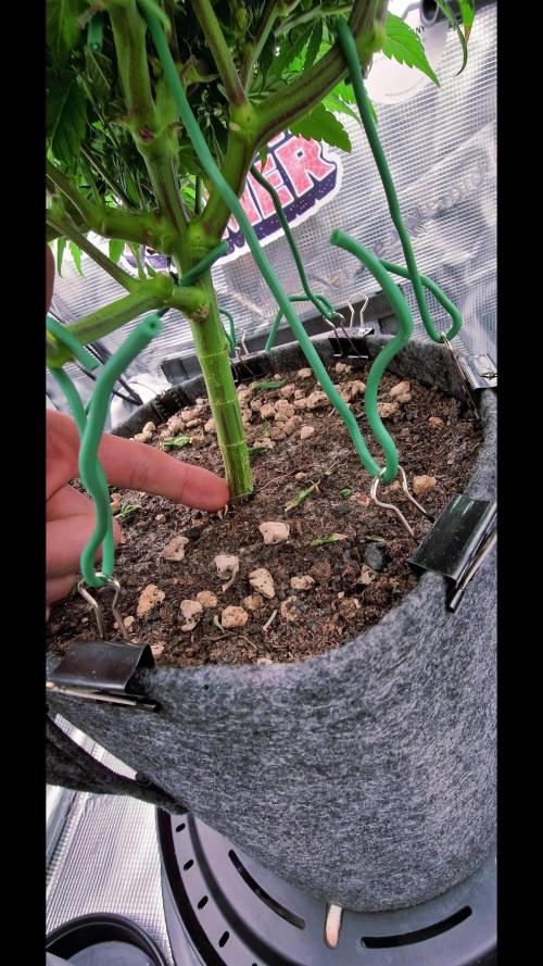 ☆Winterspecial Bratapfel (regulär)☆