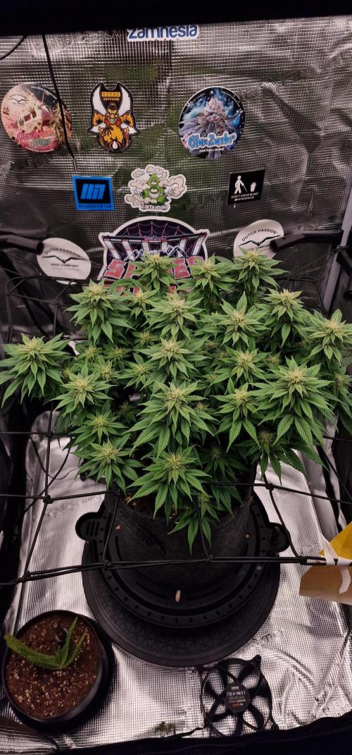 ☆Winterspecial Bratapfel (regulär)☆. Week 9