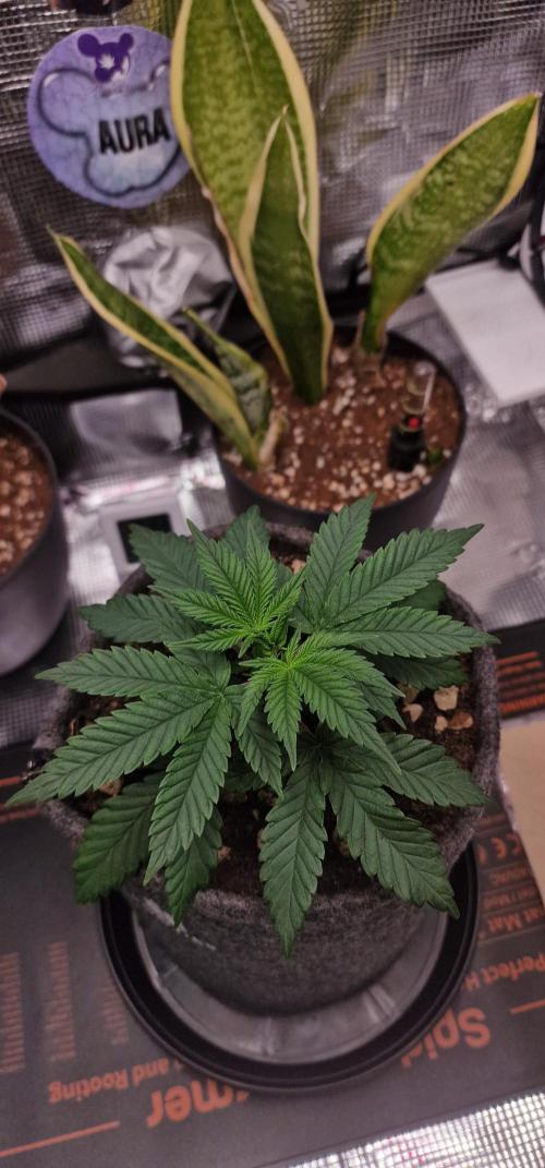 ♡-CBD Mazar  (Mini Grow)-♡. Week 5