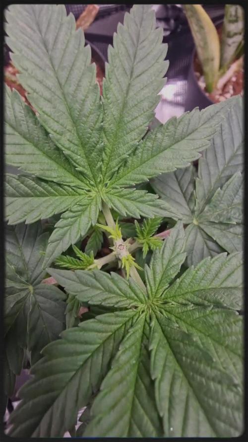 ♡-CBD Mazar  (Mini Grow)-♡