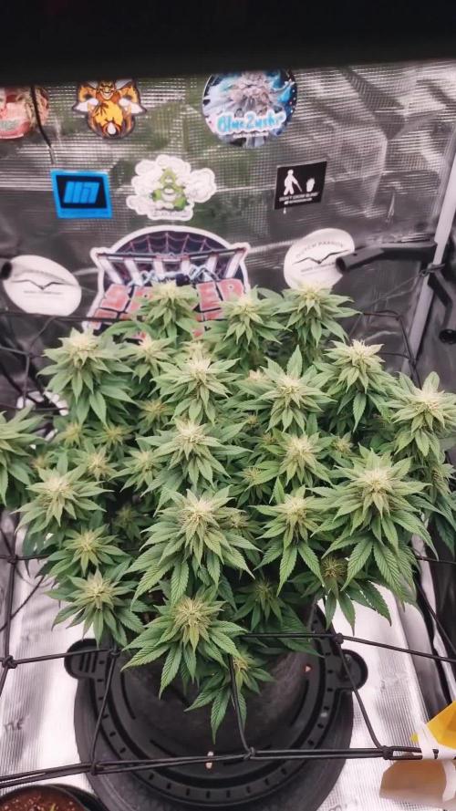 ☆Winterspecial Bratapfel (regulär)☆