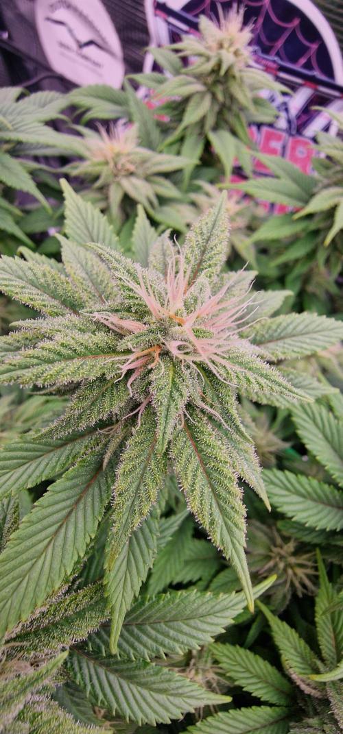 ☆Winterspecial Bratapfel (regulär)☆. Week 10