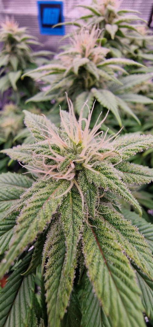 ☆Winterspecial Bratapfel (regulär)☆. Week 10