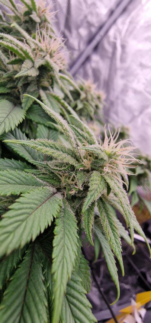 ☆Winterspecial Bratapfel (regulär)☆. Week 10