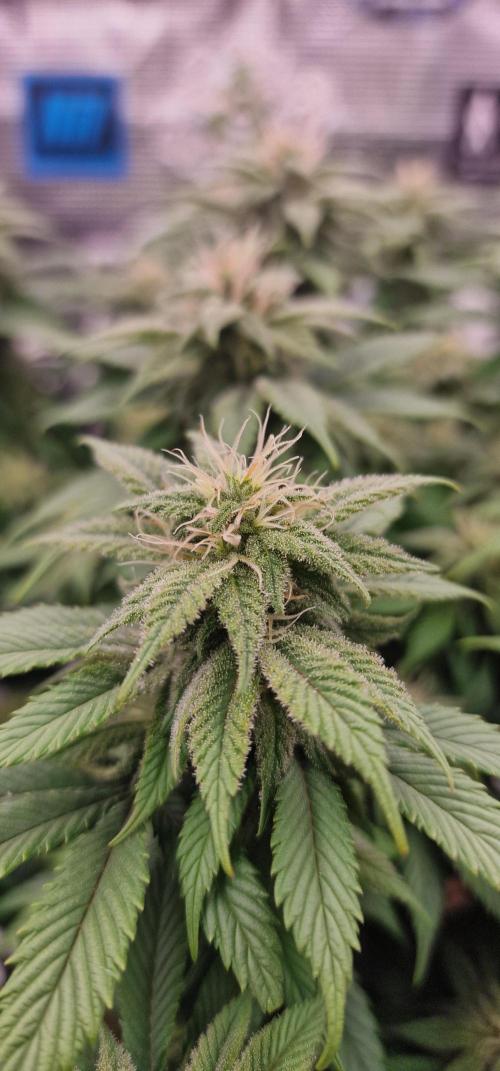 ☆Winterspecial Bratapfel (regulär)☆. Week 10