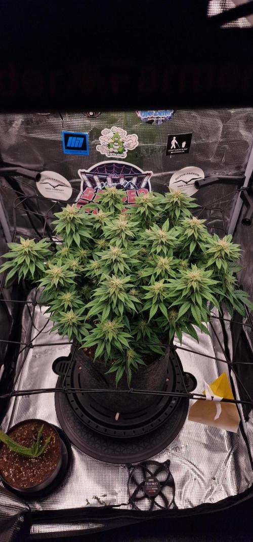 ☆Winterspecial Bratapfel (regulär)☆. Week 10