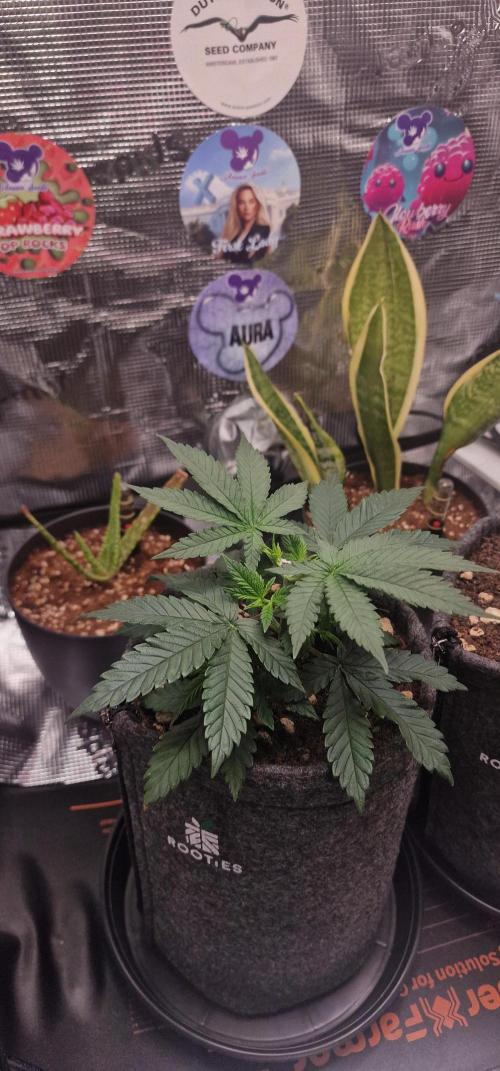 ♡-CBD Mazar  (Mini Grow)-♡. Week 6