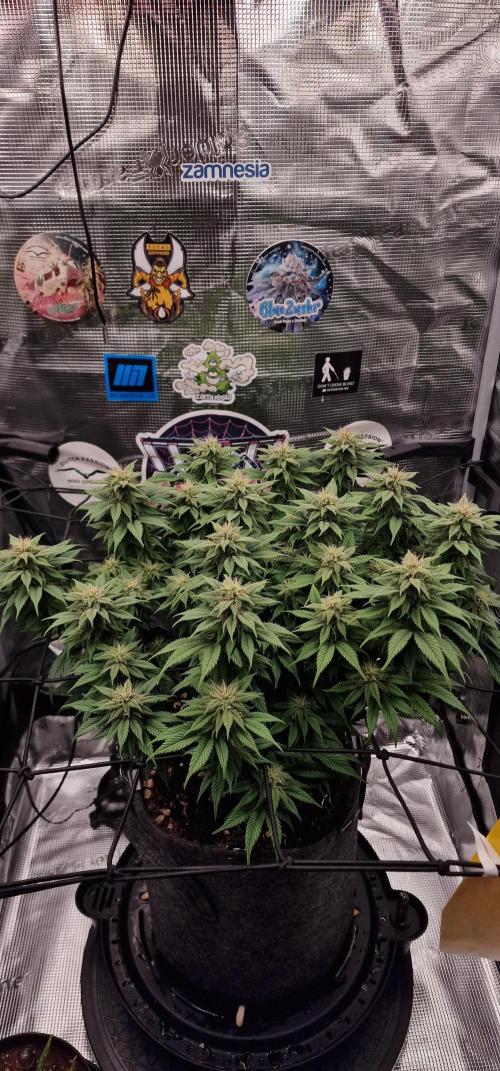 ☆Winterspecial Bratapfel (regulär)☆. Week 10