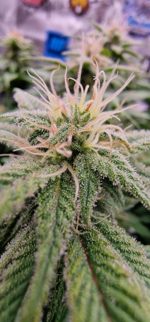 ☆Winterspecial Bratapfel (regulär)☆. Week 10