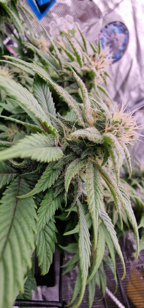 ☆Winterspecial Bratapfel (regulär)☆. Week 10