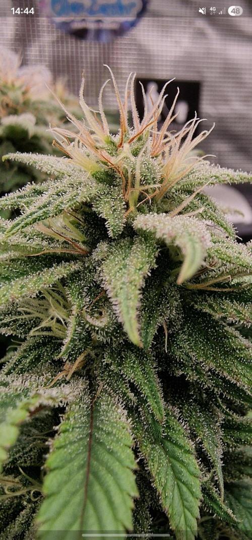 ☆Winterspecial Bratapfel (regulär)☆. Week 11