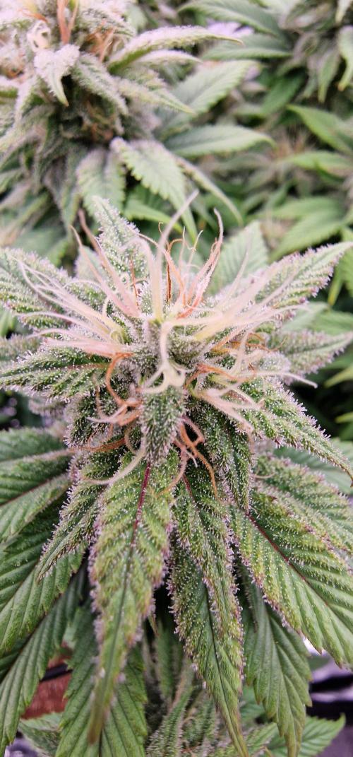 ☆Winterspecial Bratapfel (regulär)☆. Week 11