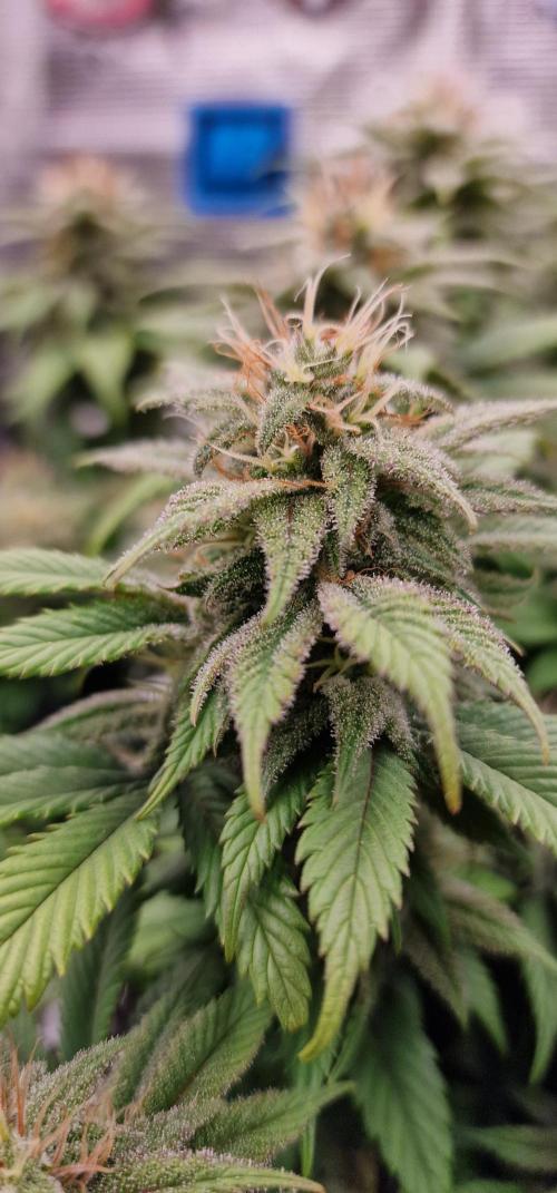 ☆Winterspecial Bratapfel (regulär)☆. Week 11