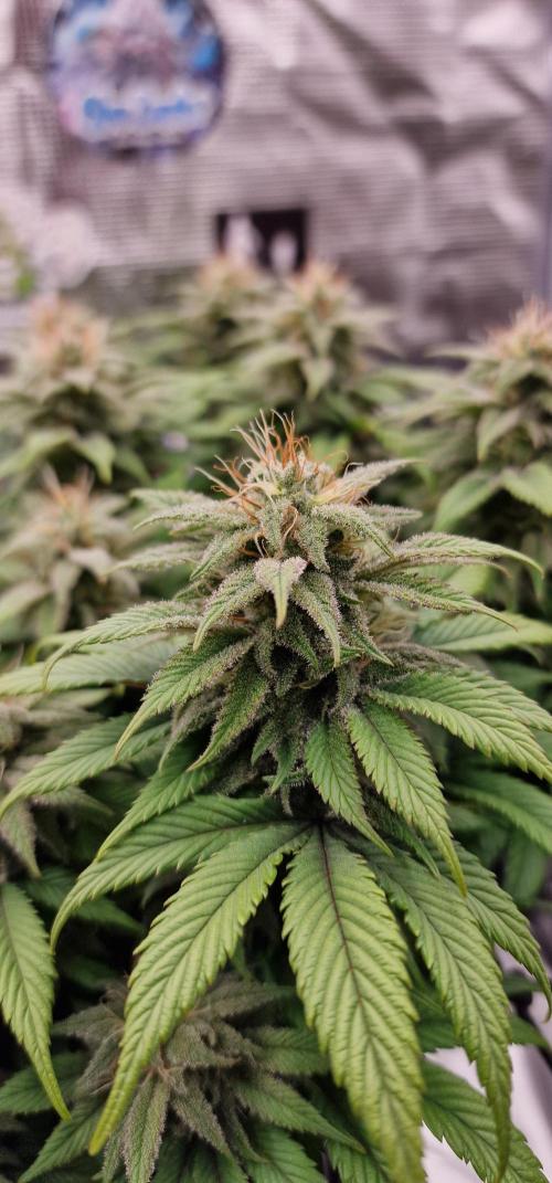 ☆Winterspecial Bratapfel (regulär)☆. Week 11