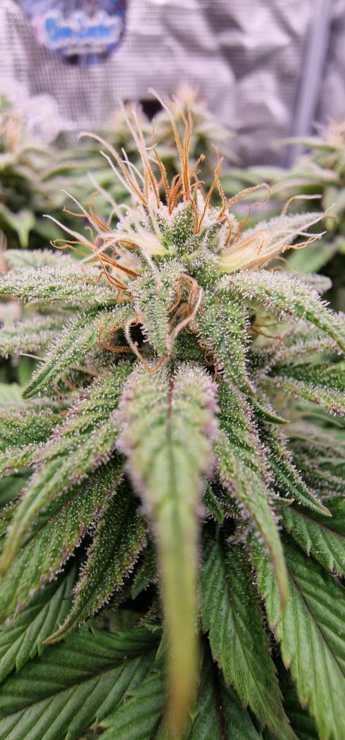 ☆Winterspecial Bratapfel (regulär)☆. Week 11