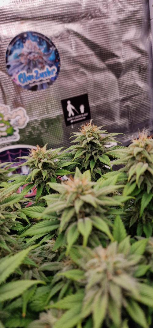 ☆Winterspecial Bratapfel (regulär)☆. Week 11