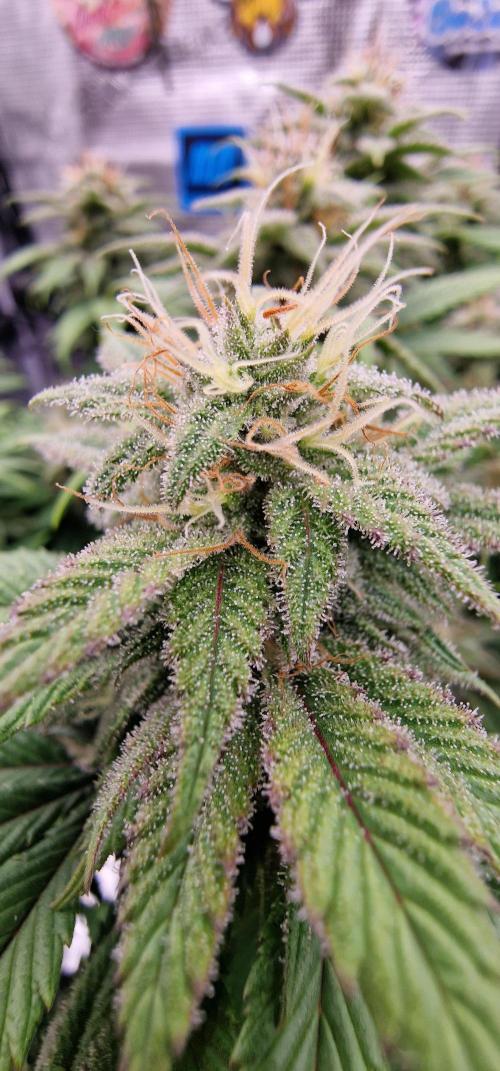 ☆Winterspecial Bratapfel (regulär)☆. Week 11