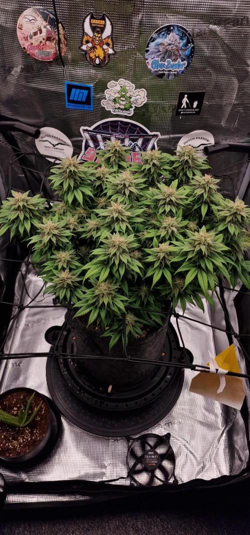 ☆Winterspecial Bratapfel (regulär)☆. Week 11