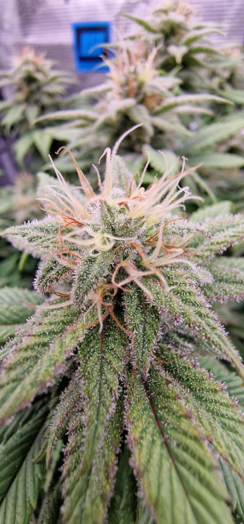 ☆Winterspecial Bratapfel (regulär)☆. Week 11