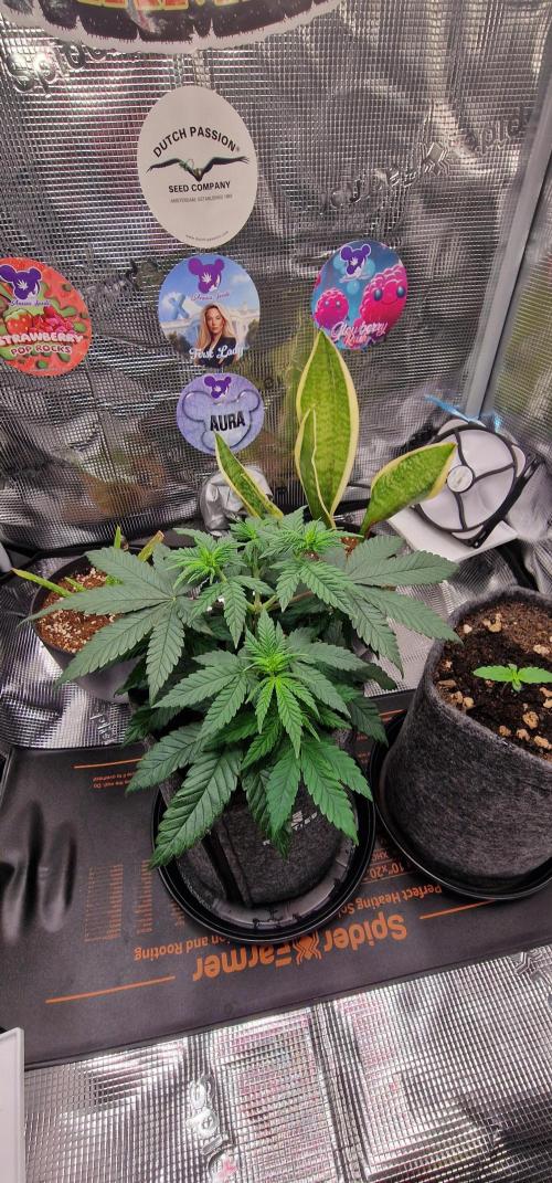 ♡-CBD Mazar  (Mini Grow)-♡. Week 7