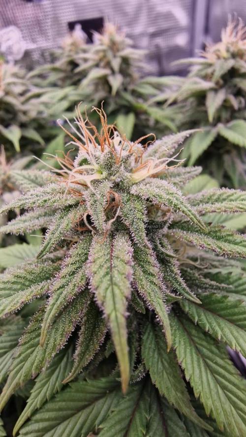 ☆Winterspecial Bratapfel (regulär)☆