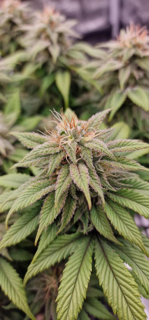 ☆Winterspecial Bratapfel (regulär)☆. Week 11