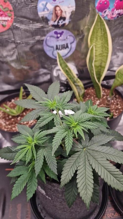 ♡-CBD Mazar  (Mini Grow)-♡