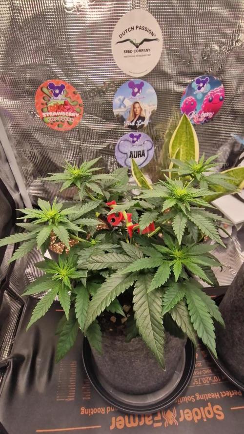 ♡-CBD Mazar  (Mini Grow)-♡