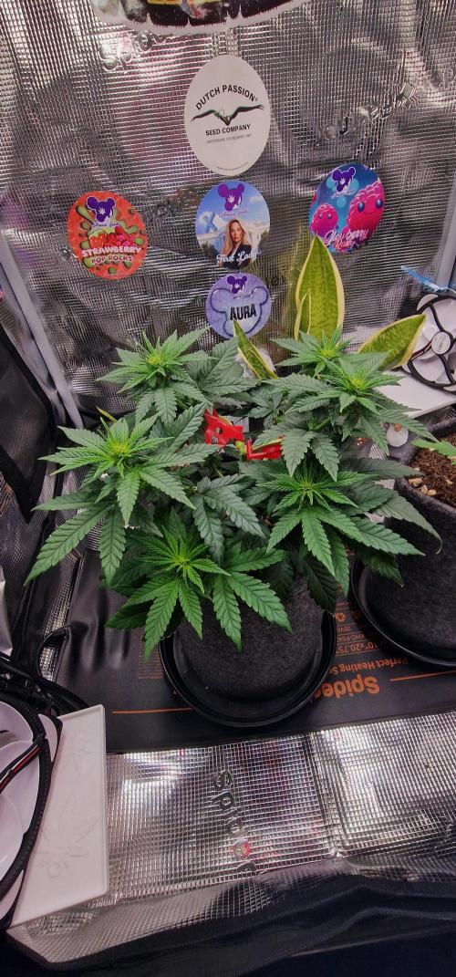 ♡-CBD Mazar  (Mini Grow)-♡. Week 8