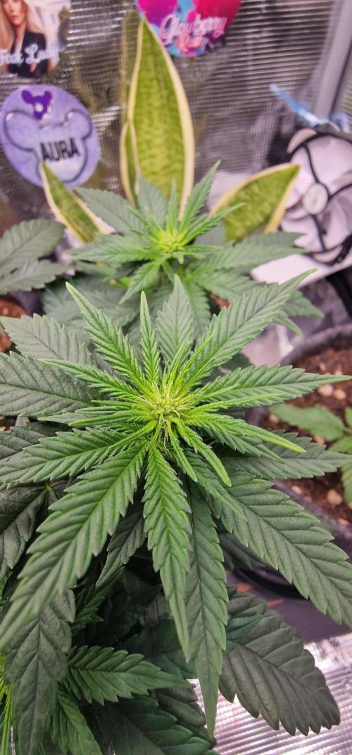 ♡-CBD Mazar  (Mini Grow)-♡. Week 8