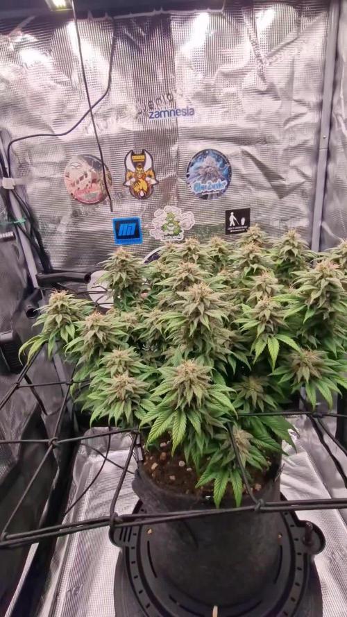 ☆Winterspecial Bratapfel (regulär)☆