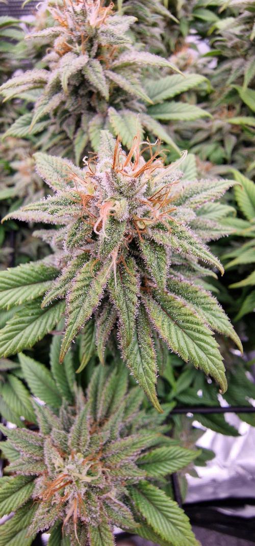 ☆Winterspecial Bratapfel (regulär)☆. Week 12