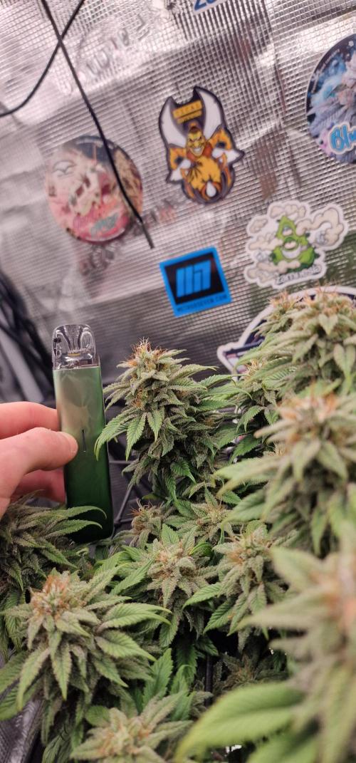 ☆Winterspecial Bratapfel (regulär)☆. Week 12