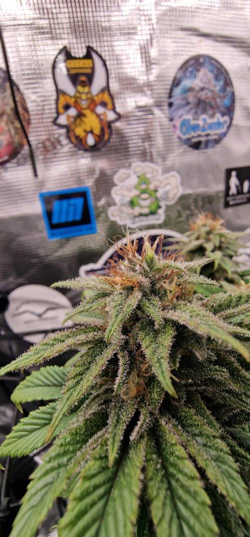 ☆Winterspecial Bratapfel (regulär)☆. Week 12