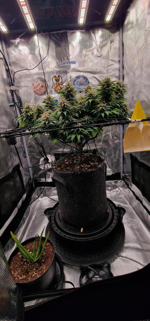 ☆Winterspecial Bratapfel (regulär)☆. Week 12