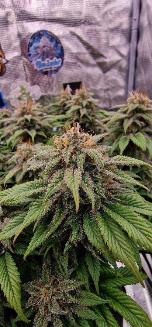 ☆Winterspecial Bratapfel (regulär)☆. Week 12