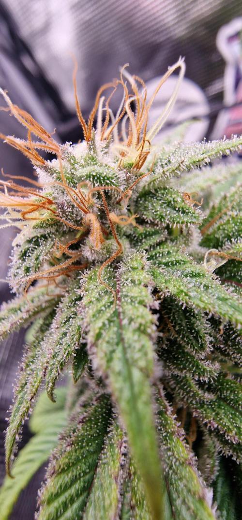 ☆Winterspecial Bratapfel (regulär)☆. Week 12