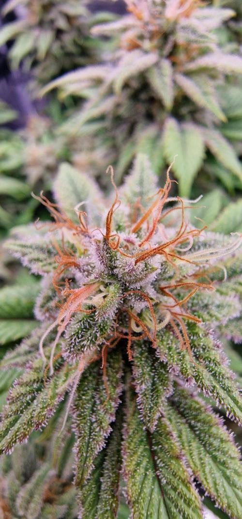 ☆Winterspecial Bratapfel (regulär)☆. Week 12