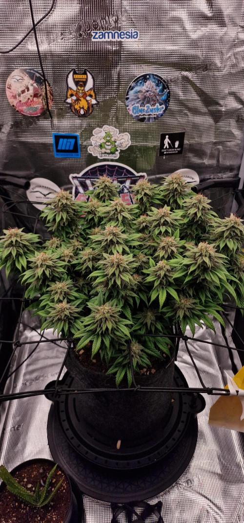 ☆Winterspecial Bratapfel (regulär)☆. Week 12