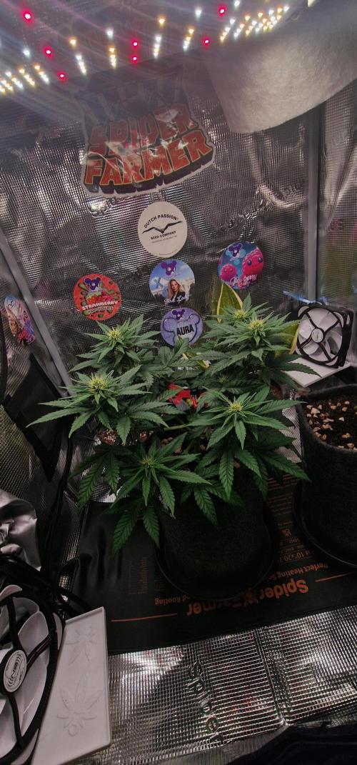 ♡-CBD Mazar  (Mini Grow)-♡. Week 9