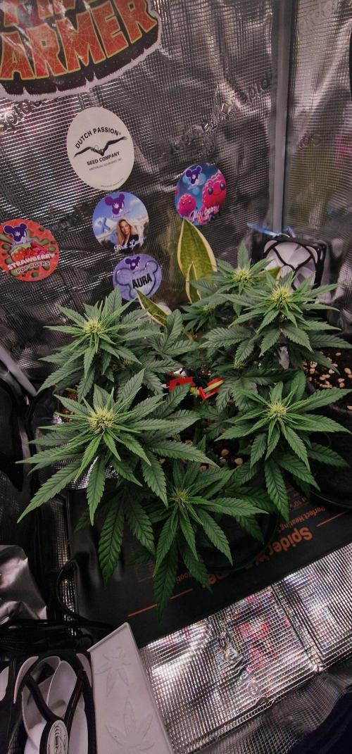 ♡-CBD Mazar  (Mini Grow)-♡. Week 9