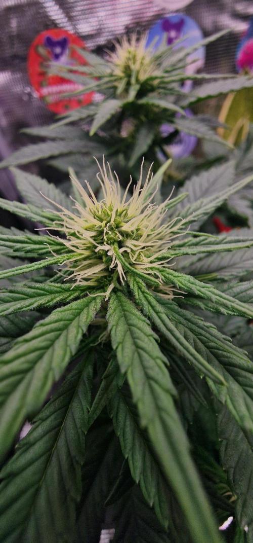 ♡-CBD Mazar  (Mini Grow)-♡. Week 9