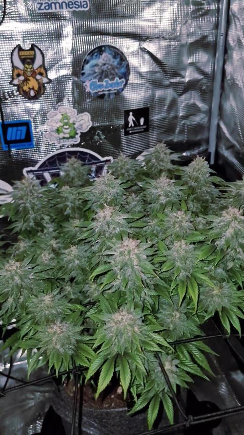 ☆Winterspecial Bratapfel (regulär)☆