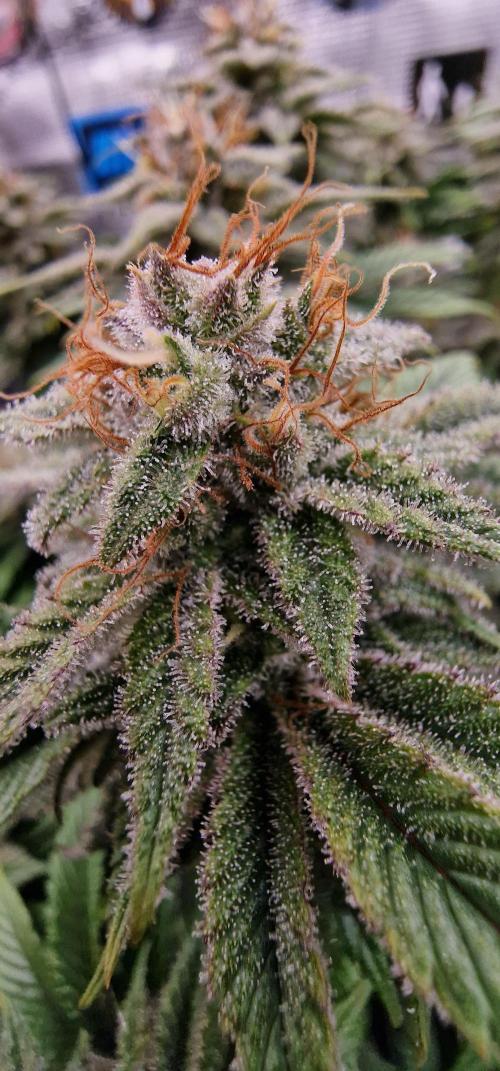 ☆Winterspecial Bratapfel (regulär)☆. Week 13