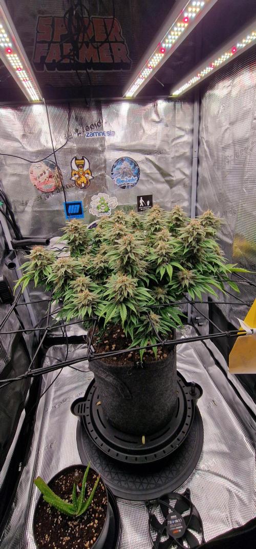 ☆Winterspecial Bratapfel (regulär)☆. Week 13