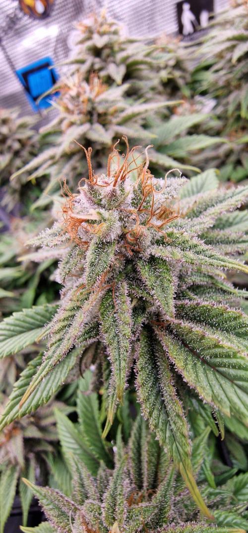 ☆Winterspecial Bratapfel (regulär)☆. Week 13