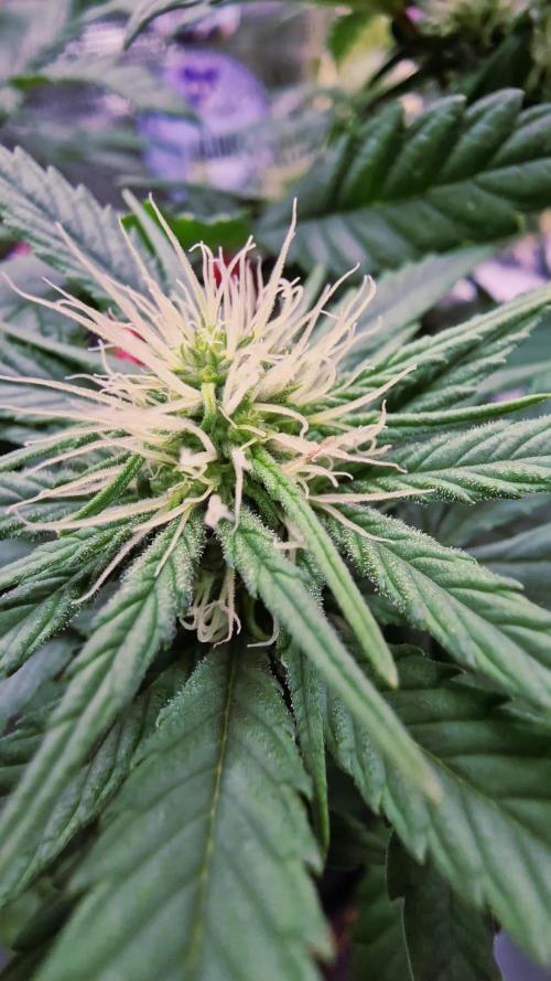 ♡-CBD Mazar  (Mini Grow)-♡